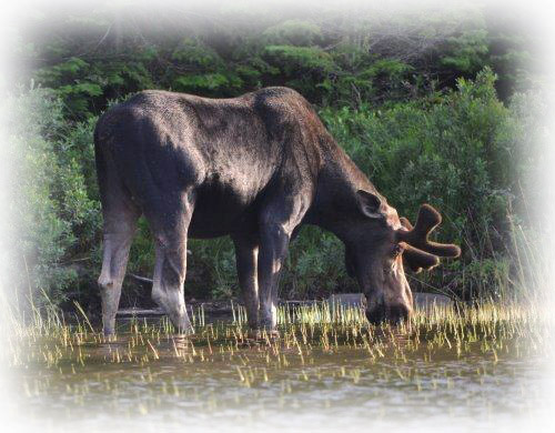 Canoers paddling away from moose at water's edge